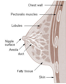 Labeled image of the female breast. 